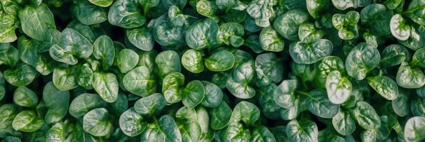 Fresh young spinach leaves with vibrant green texture view from above photo