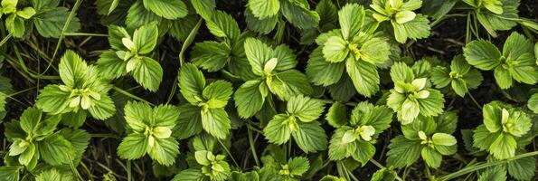 Lush green strawberry plant leaves in natural growth pattern photo