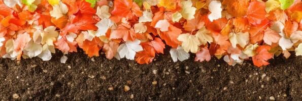 Autumn leaves on soil background capturing the seasonal transition photo