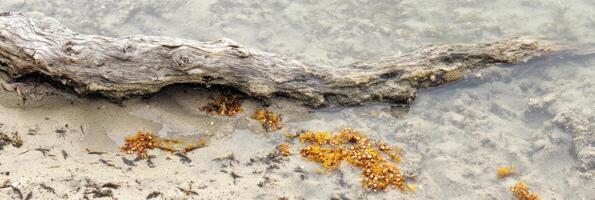 Weathered driftwood log on a sandy beach with seaweed in shallow water photo