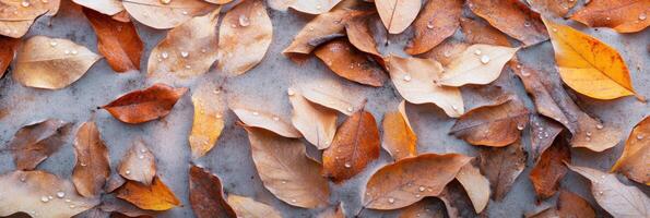 Autumn leaves with water droplets creating natural seasonal texture background photo