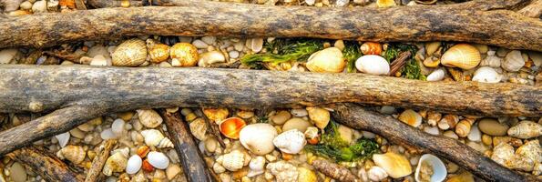 Variety of seashells and driftwood on a pebble beach captured in close-up view photo