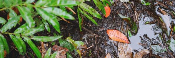 Bright red leaf resting on muddy forest floor amidst green foliage after rain photo