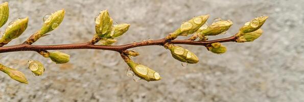 Fresh green buds with dew on branches symbolizing spring growth and renewal photo