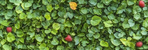 Lush green foliage with scattered raspberries and one yellow leaf photo