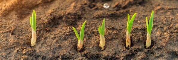 Row of young green sprouts emerging from soil in early spring morning light photo