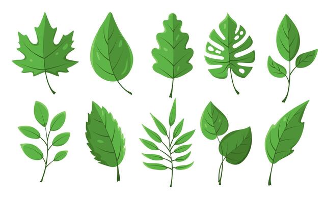 Leaves icons set. Flat green botanical elements isolated on white. Floral object for eco projects, logos, design, frame, border, divider.