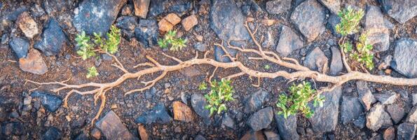 Dry branch with small green leaves on rocky background depicting contrast in nature photo