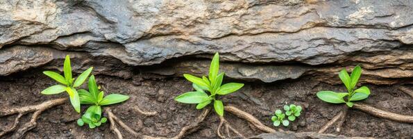Small green plants emerging from rocky soil beneath weathered rock surface photo