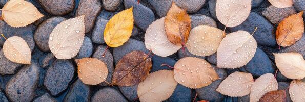Autumn leaves with raindrops on river stones capturing natural texture and color contrast photo
