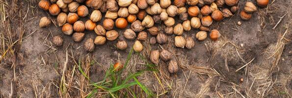 Assorted nuts on dry soil background highlighting natural harvest concept photo
