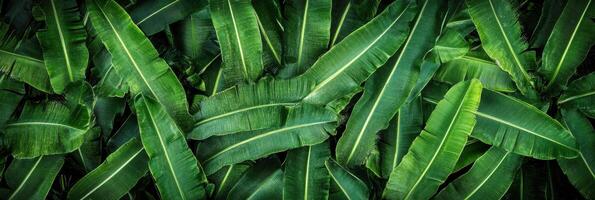 Lush green tropical banana leaves creating an exotic natural pattern photo