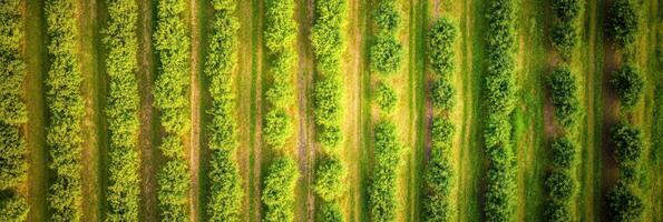 Aerial view of lush green orchard rows in vibrant summer season for agriculture concept photo