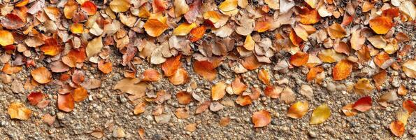 Vibrant autumn leaves scattered on ground highlighting seasonal transition photo