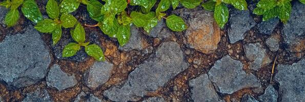 Lush green leaves on wet stone pathway capturing nature and texture photo