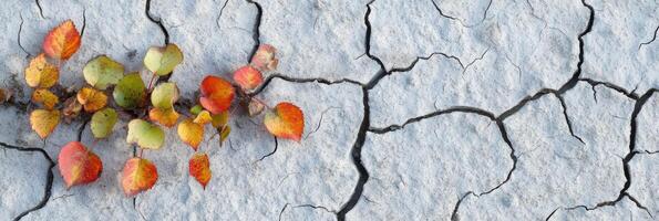 Autumn leaves on dry cracked soil highlighting environmental contrast and change photo