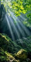 Sun Rays Streaming Through Lush Green Forest Canopy in Natural Light photo