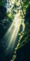 Sunbeams Streaming Through Majestic Forest Canopy in Breathtaking Sunlight photo
