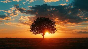 Silhouette tree stands against a vibrant sunset in a field landscape photo