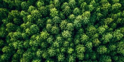 Aerial View Capturing Lush Green Forest Canopy in Natural Daylight photo