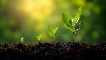 Seedlings Growing in Soil Demonstrating Plant Life Cycle and Growth Stages photo