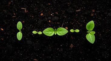 Seedlings Emerging from Soil Row Representing Growth and New Beginnings photo