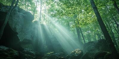 Sun Rays Streaming Through a Lush Green Forest Canopy in Summer photo
