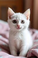 portrait of a small white cat in the bed photo