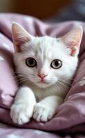 cat lying on the bed photo