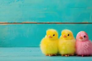 Three little chicks standing in front of a blue background photo