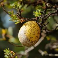 A yellow egg on a tree branch photo