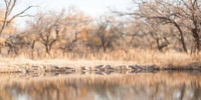 Serene Reflections. Trees and Water Landscape in Soft Focus Brown Tones photo