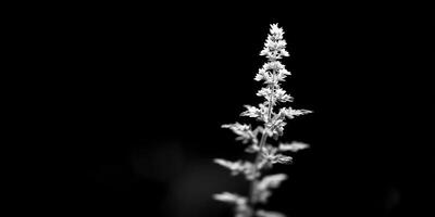Minimalist Floral Stem. Delicate White Bloom Against Black Background photo