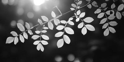 Serene Leaves in Silhouette. Black and White Nature Study, Delicate Details photo