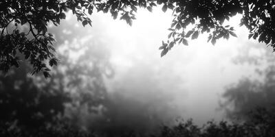 Ethereal Leaves Silhouette with Foggy Backdrop, Black and White Peaceful Scenery photo