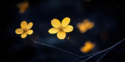 Glowing Yellow Flower Blossoms on Twigs Against Dark Backdrop Bloom Beauty photo