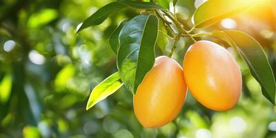 Ripe Marian Plum Fruits Hanging with Leaves on Tree Branch in Sunlight photo