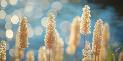 Wheatgrass Golden Hour. Sparkling Summer Plants on Light Blue Background. photo