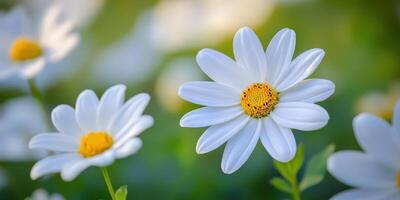 Daisy Dreams. White Flowers Bloom Under Sunshine, Nature's Gentle Beauty photo