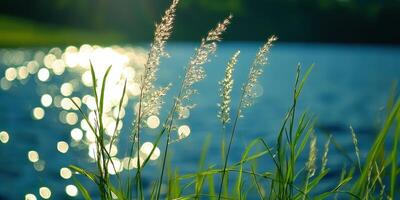 Grass Silhouette with Water Light Reflections Background, Nature Close-up photo