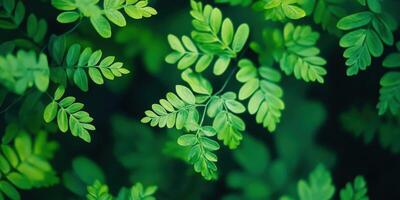 Fresh Green Leaves Harmony. Natural Beauty Background for Serenity and Relaxation photo