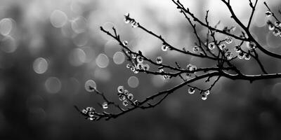 Branch Adorned With Dew Drops. Elegant Nature Study In Monochrome Harmony photo