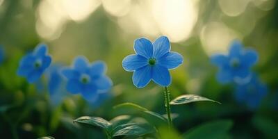 Dreamy Scene of Delicate Blue Flowers among Lush Greenery in Soft Light photo