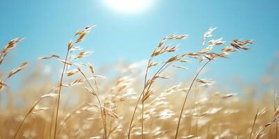 Golden Wheat Field with Blue Sky Backdrop - Serene Summer Days Vibe in Nature photo