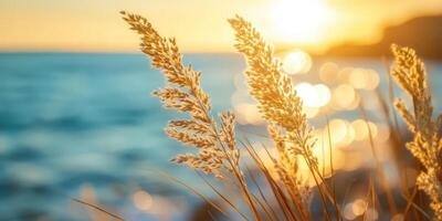 Golden Sunset Grass. Serene Beach Scenery at Dusk Near Water with Soft Sunlight photo