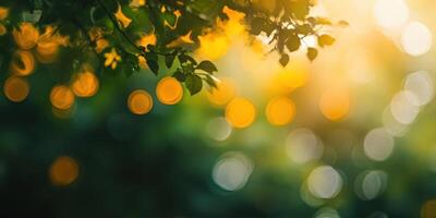 Golden Bokeh and Lush Greenery. Natural Beauty with Dreamy Glow and Bokeh photo