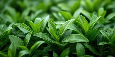 Emerald Foliage. Vibrant Green Leaves Background Texture for Natural Freshness and Serenity photo