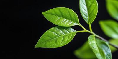 Fresh Green Leaves Background with Lush Foliage and Natural Details on Black photo