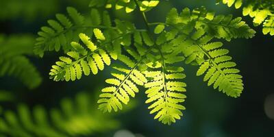 Green Fern Fronds. Lush Foliage with Play of Light and Shadow in Forest photo