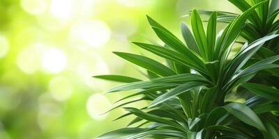 Green Leaves Botanical Beauty Background, Fresh Springtime Nature, Leafy Pattern photo